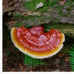 MYQO Reishi - Ganoderma lucidum - Glimworm, capsules, 90 st.
