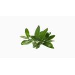 Omega 3 Algae, soft capsules, 60 pcs.