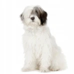 Dr. Lucy Home 2, champú para perros de pelo largo y corto, 250 ml