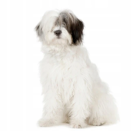 Dr. Lucy Home 2, champú para perros de pelo largo y corto, 250 ml