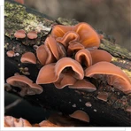 MYQO Bio Auricularia Saúco, polvo, 100 g