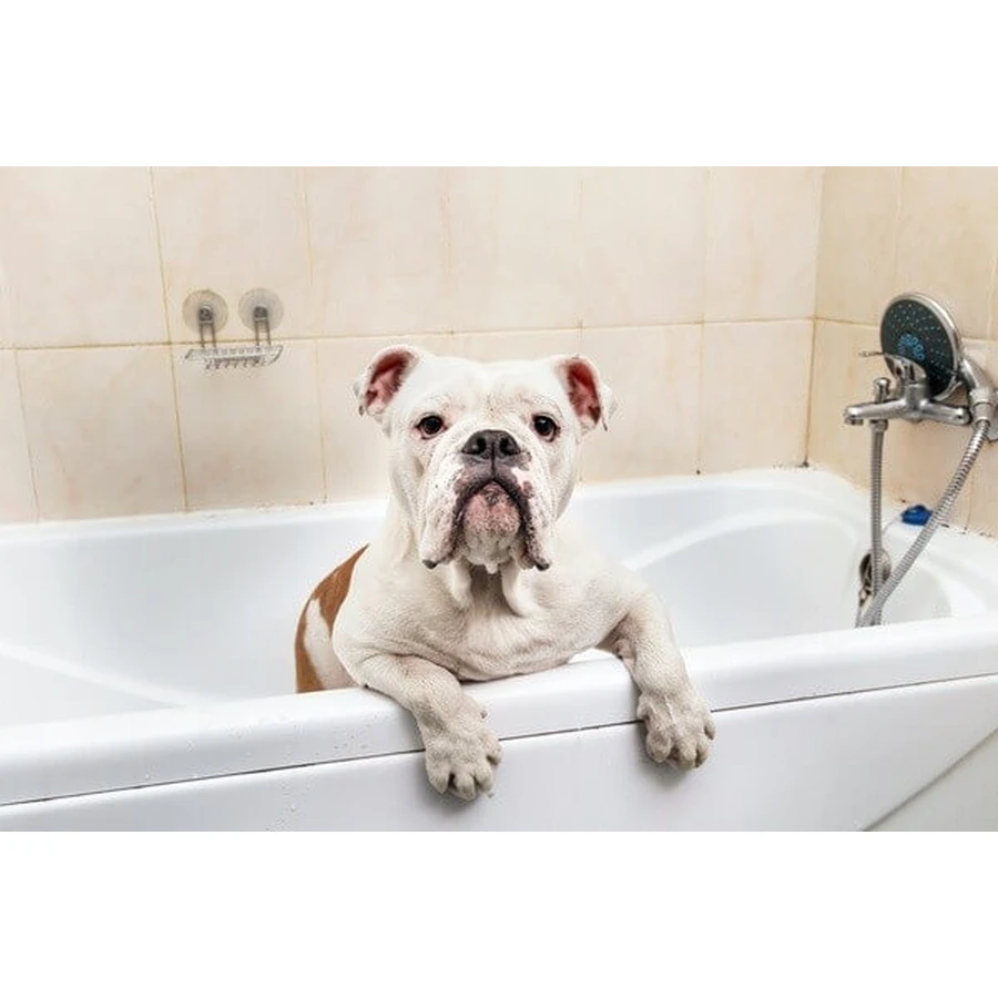 Dr. Lucy Eco, champú para perros de pelo corto, 200 ml