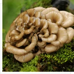 MYQO BIO Maitake Zeekraal, poeder, 100 g