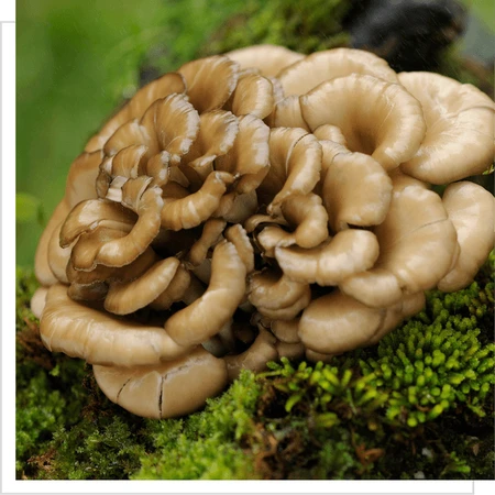 MYQO BIO Maitake Zeekraal, poeder, 100 g