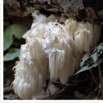 MYQO Hérisson soprano - Crinière de lion - Hericium, gélules, 90 pcs.