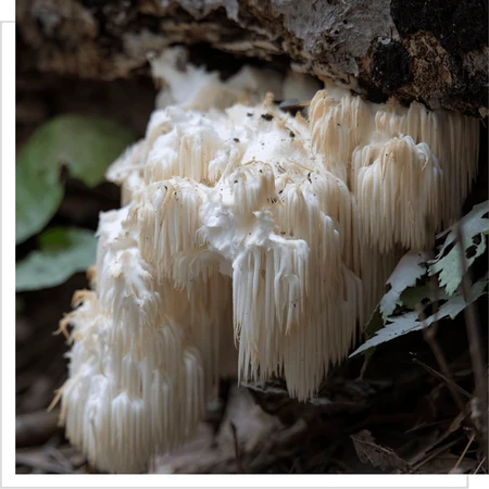MYQO Hérisson soprano - Crinière de lion - Hericium, gélules, 90 pcs.