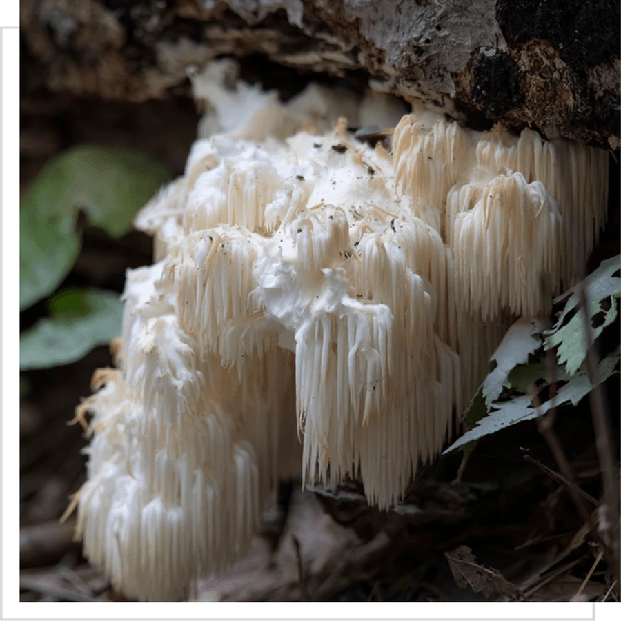 MYQO Hérisson soprano - Crinière de lion - Hericium, gélules, 90 pcs.