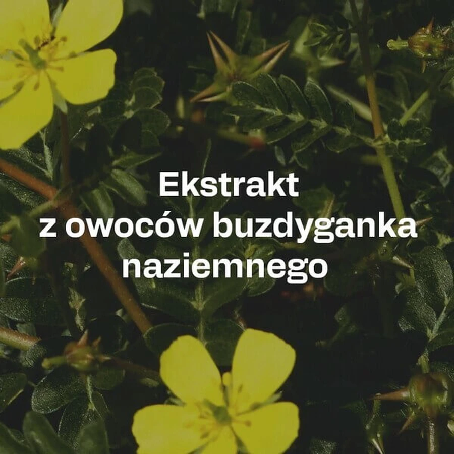 OstroVit Tribulus Terrestris Extract, powder, 100 g
