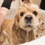 Dr. Lucy Eco, puppieshampoo, 200 ml