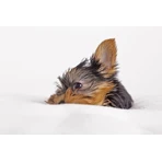 Dr. Lucy Eco, Ohrflüssigkeit für Hunde, 50 ml