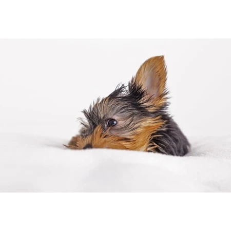 Dr. Lucy Eco, Ohrflüssigkeit für Hunde, 50 ml