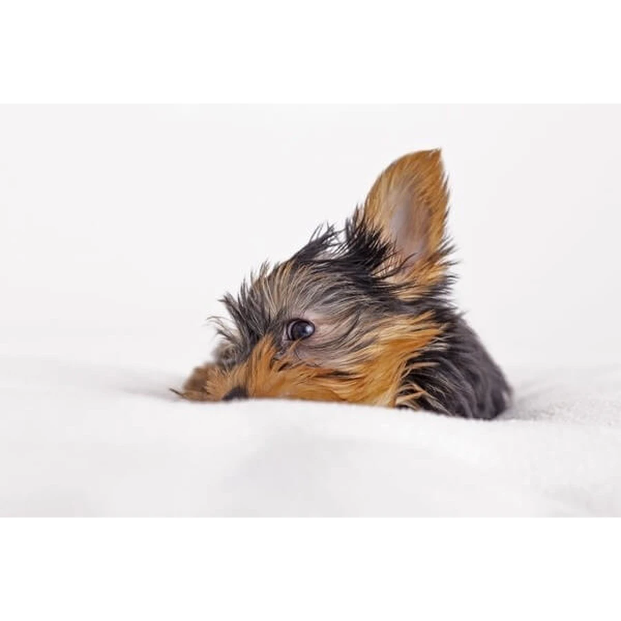 Dr. Lucy Eco, Ohrflüssigkeit für Hunde, 50 ml