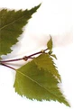 MSA BETULA VERRUCOSA 50ML