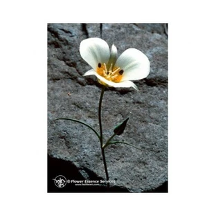 Mariposa Lily Ess 7,4ml Ternera