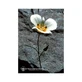 Mariposa Lily Ess 7.4ml Veau