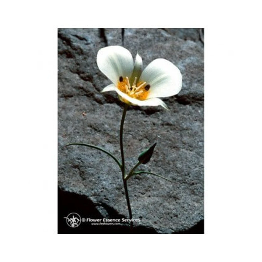 Mariposa Lily Ess 7.4ml Veau
