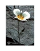 Mariposa Lily Ess 7.4ml Calf