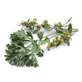 Herboplanet Tsa Artemisia Absinthium Complément alimentaire 50ml