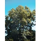 MSA FRAXINUS EXCELS 50ML