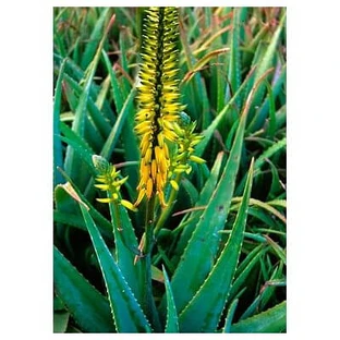 Aloe Vera Ess 7.4ml Calf