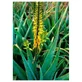 Aloe Vera Ess 7.4ml Kalb