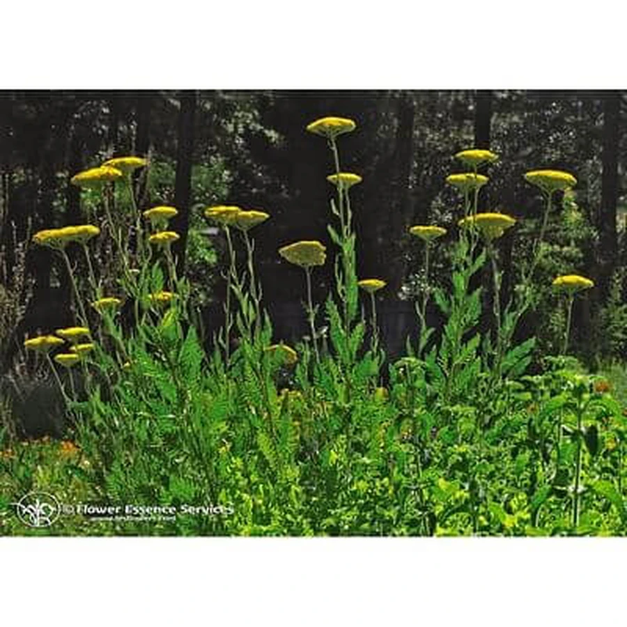 Golden Yarrow Ess 7.4ml Calf