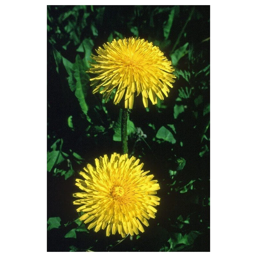 Diente de León Esencia Única De Alaska Natur 7,4ml