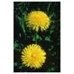 Dandelion Single Essence Of Alaska Natur 7.4ml