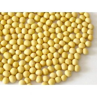 Gele Sojaboon Zaden 100 Gr