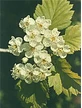 TSA CRATAEGUS OXYCANTHIA 50ML