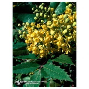 Oregon Grape Californian Essences 7.4ml