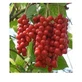 Schisandra Chinensis Frutos Enteros 100 G