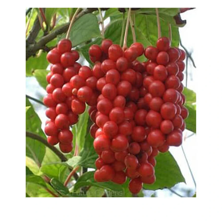 Schisandra Chinensis Frutos Enteros 100 G