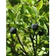 TSA VACCINIUM MYRTILLUS 50ML