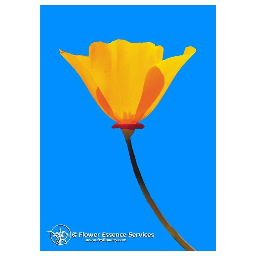 California Poppy Essences 7.4ml