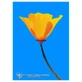 California Poppy Essences 7.4ml