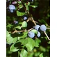 MSA PRUNUS SPINOSA 50ML