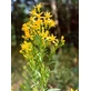 TSA SOLIDAGO VIRGAUREA 50ML