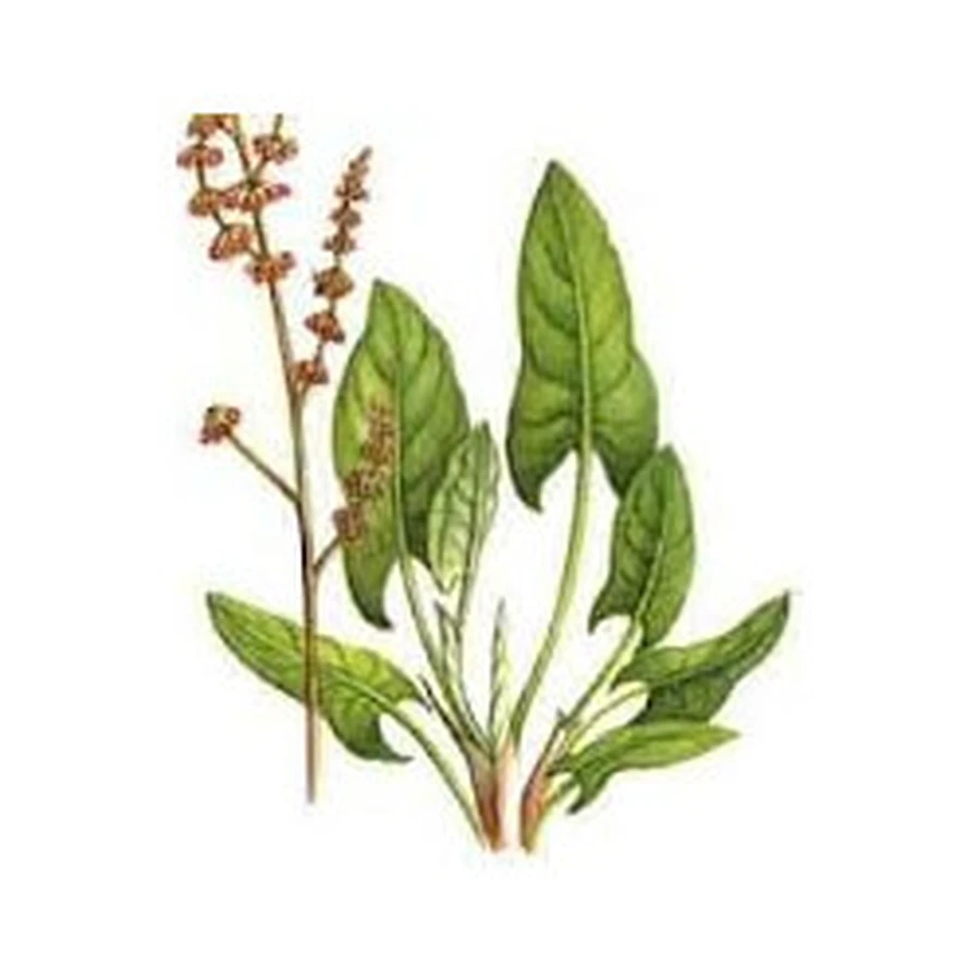 Rumice Root Cutting Herbal tea (lapatium) 10