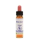 NUEZ ESS 10ML INGL HIERBAS