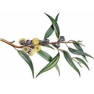 Whole eucalyptus fruits 100 g
