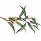 Whole eucalyptus fruits 100 g