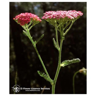 Pink Yarrow Ess 7.4ml Calf
