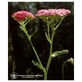 Pink Yarrow Ess 7.4ml Calf