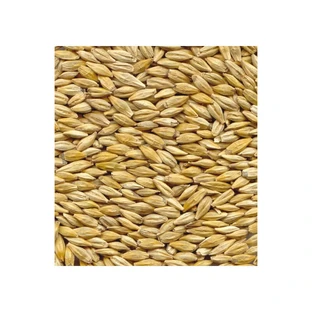 Gebeizte Gerstenkörner (Karyopsen) 100 Gr\