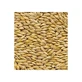 Gedresseerde gerstzaden (caryopses) 100 Gr