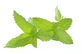 Peppermint in whole leaves extra quality