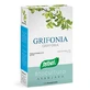 Grifonia 40cps
