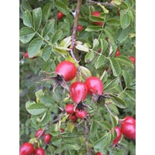 MSA ROSE MUSQUÉE 50ML