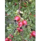 MSA ROSE MUSQUÉE 50ML